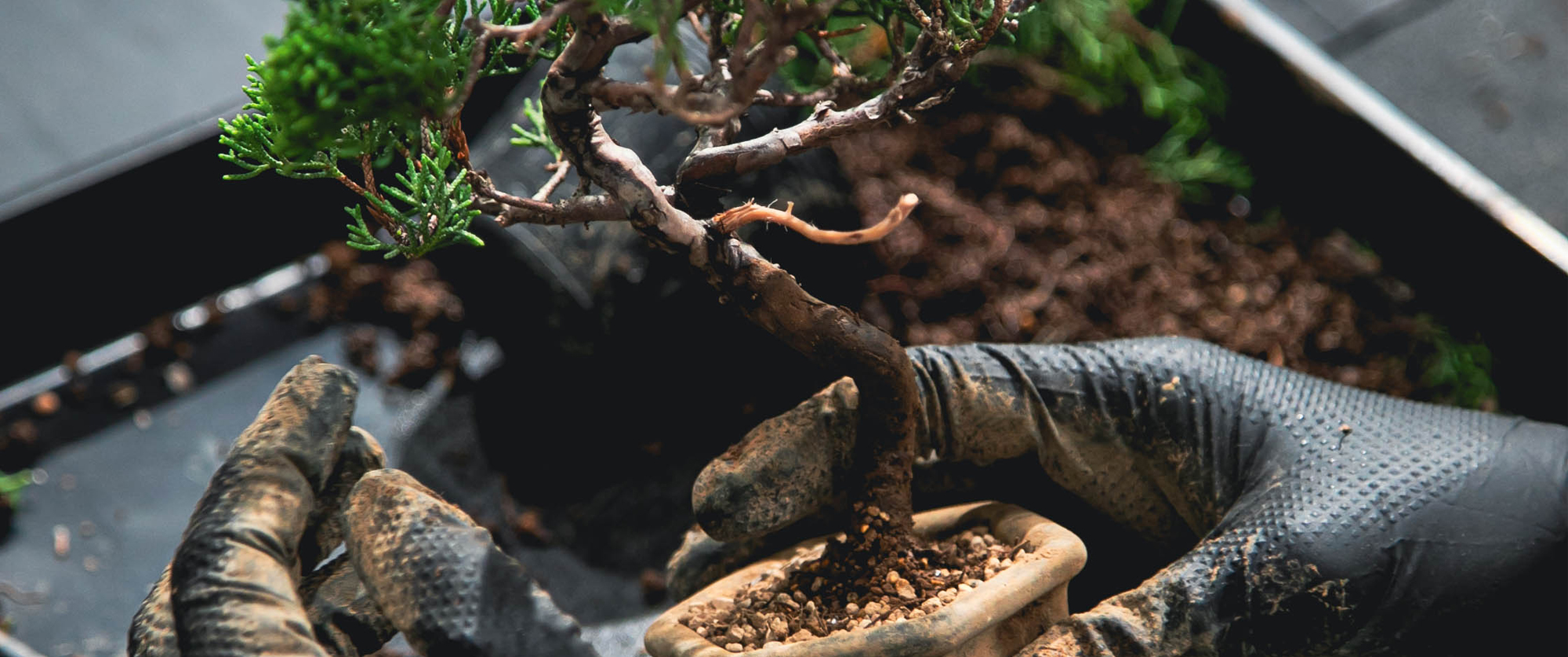 WORKSHOP BONSAI
