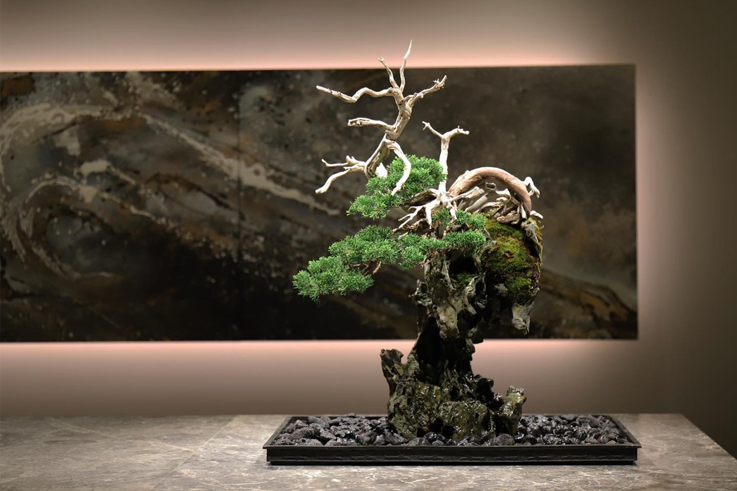TRADMANS BONSAI