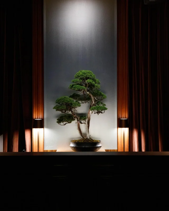 p*︎様 [サービスオークション盆栽] 盆栽 サツキ Satsuki Bonsai #132 | Oh! BONSAI