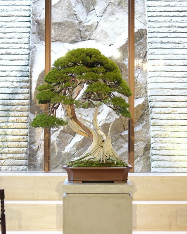 LEASE – TRADMANS BONSAI