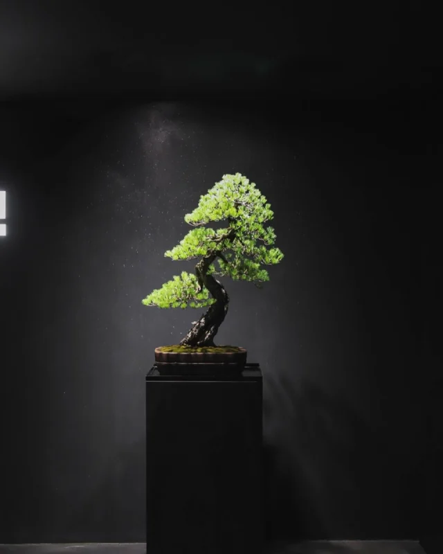 LEASE – TRADMANS BONSAI