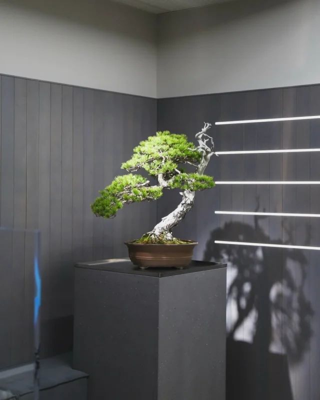 LEASE – TRADMANS BONSAI
