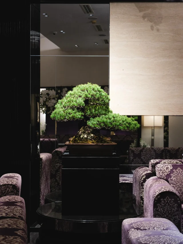 LEASE – TRADMANS BONSAI